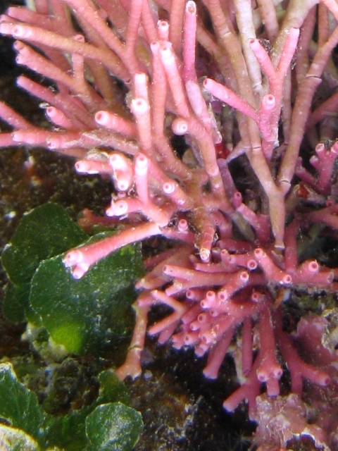 Amphiroa rigida e Tricleocarpa fragilis